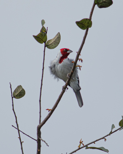 Red-cowled Cardinal