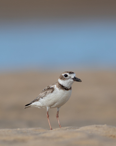 Wilson's Plover