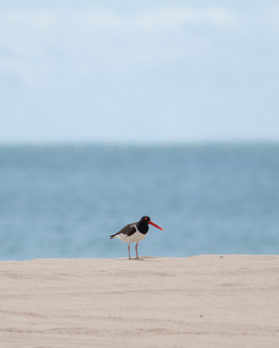 American Oystercatcher