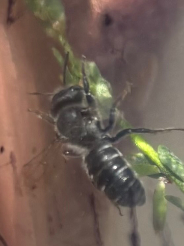 iNaturalist observation photo of Leafcutter, Mortar, and Resin Bees