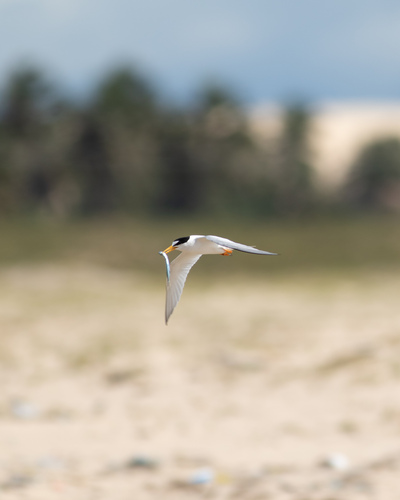 Least Tern