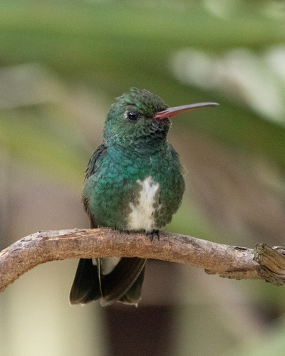 Glittering-throated Emerald