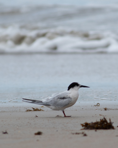 Roseate Tern