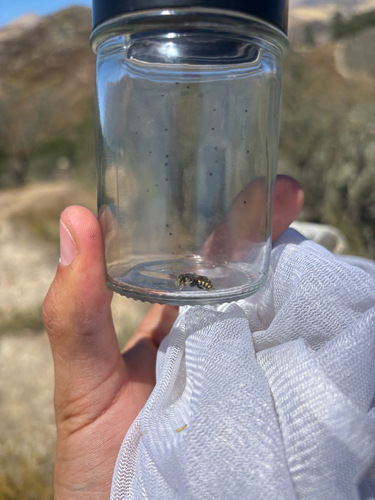 iNaturalist observation photo of Wool Carder Bees