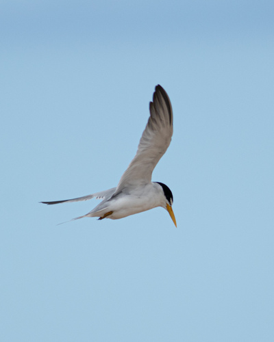 Yellow-billed Tern