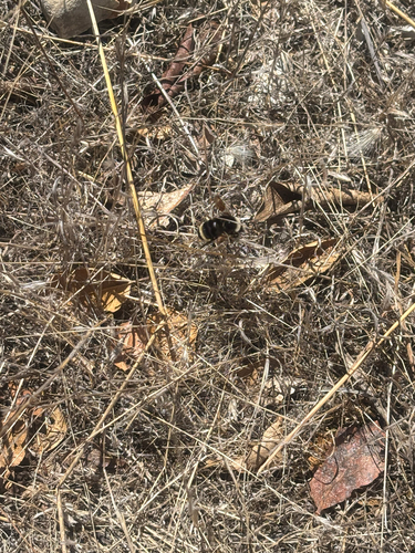 iNaturalist observation photo of Bumble Bees