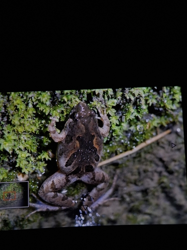 Tubercled Pygmy Frog