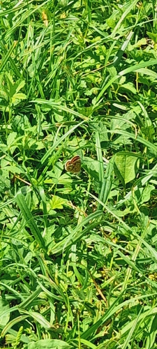 Brown Argus