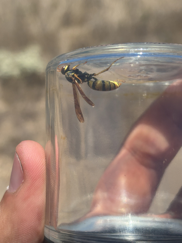 iNaturalist observation photo of Golden Paper Wasp