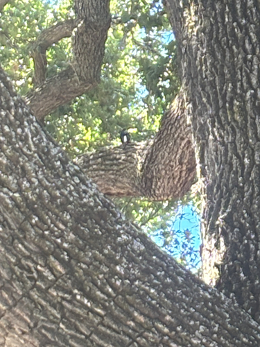 iNaturalist observation photo of Acorn Woodpecker