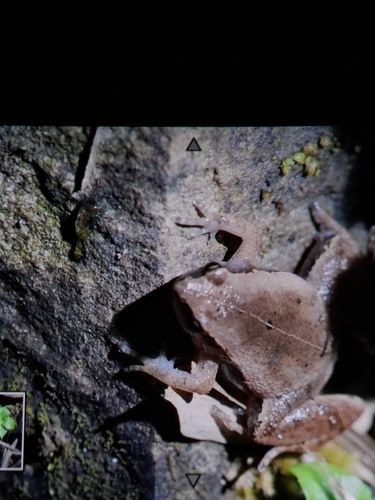 Dark-sided Chorus Frog