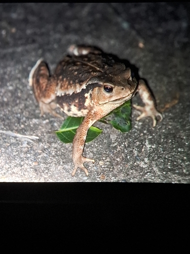 Asiatic Toad