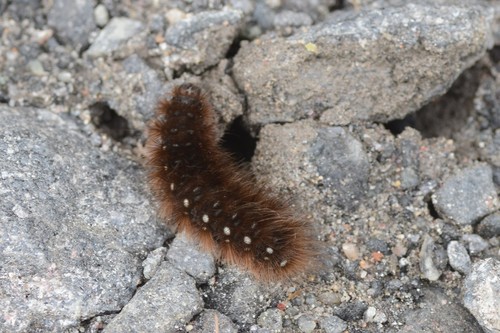 St. Lawrence Tiger Moth