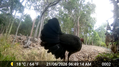 Australian Brushturkey
