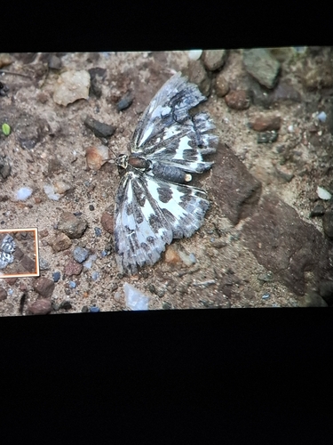 Magpie Flat