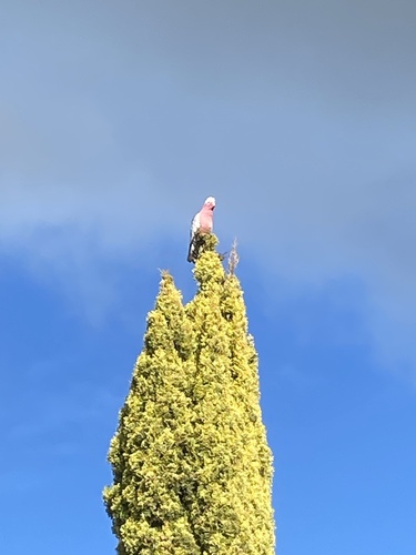 Galah