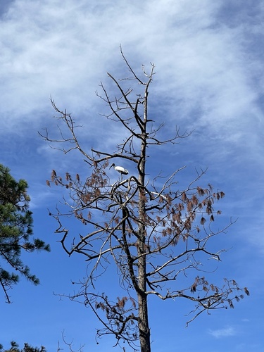 Wood Stork