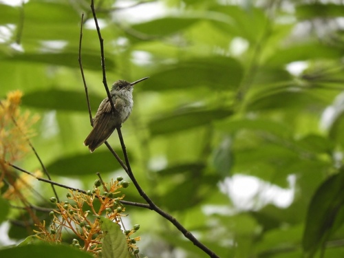 Azure-crowned Hummingbird