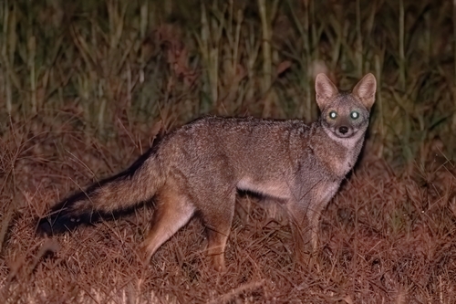 Hoary Fox