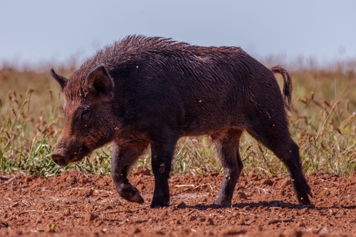 Wild Boar