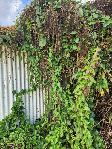 Mignonette vine