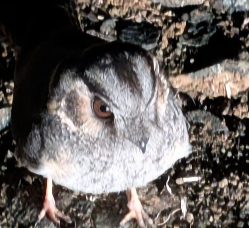 Australian Owlet-nightjar