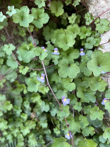 Ivy-leaved toadflax