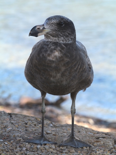 Pacific Gull