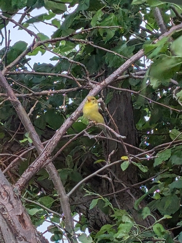 American Goldfinch