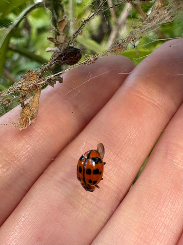 Maculate Ladybird