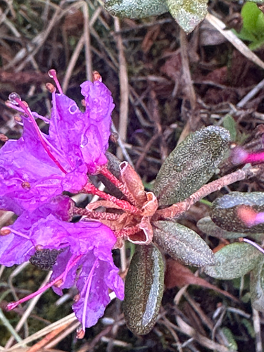 Lapland Azalea