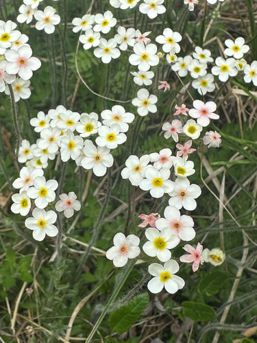Lehmann's rockjasmine