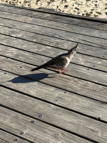 Crested Pigeon