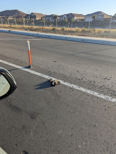 Striped Skunk