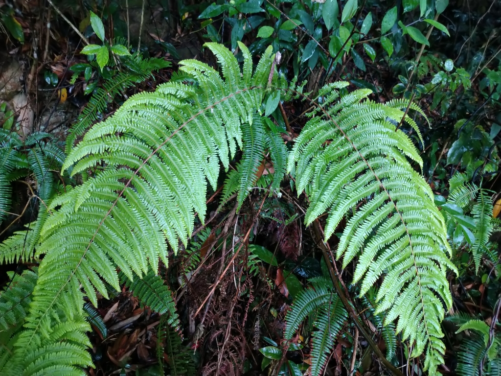 Diplopterygium glaucum (Diplopterygium glaucum)