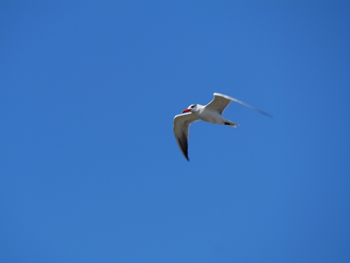 Caspian Tern