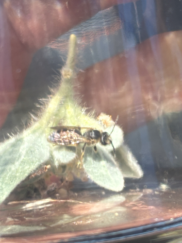 iNaturalist observation photo of Wide-striped Sweat Bee