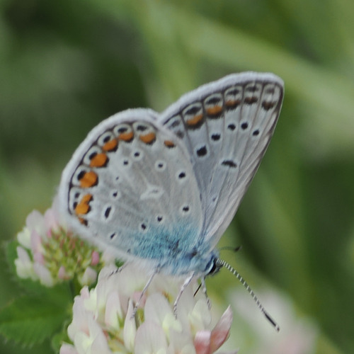 Common Blue