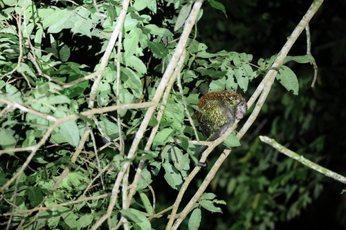 Pernambuco Dwarf Porcupine