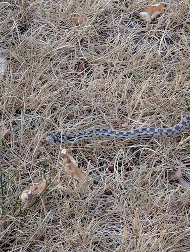 Great Basin Gopher Snake