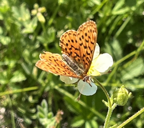 iNaturalist observation photo of Pacific Fritillary