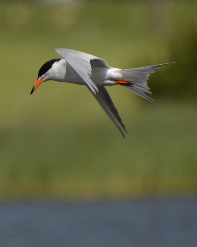 Forster's Tern