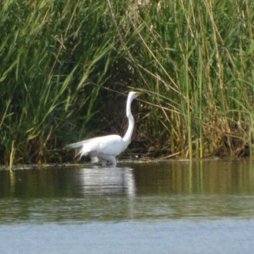 Great Egret