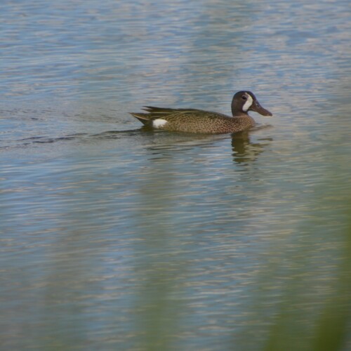 Blue-winged Teal