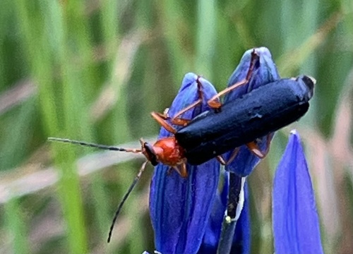iNaturalist observation photo of Downy Leather-winged Beetle