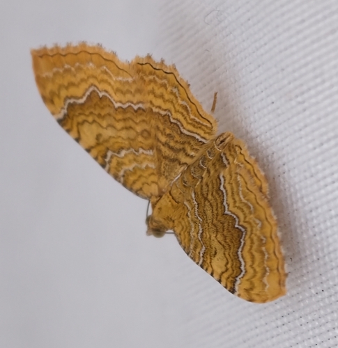 Yellow Shell Moth