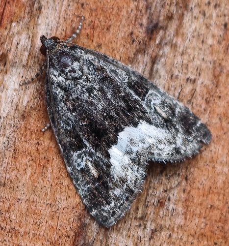 Marbled White-spot