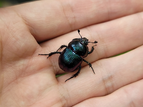Japanese Earth-boring Dung Beetle