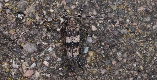 Acanthocinus griseus