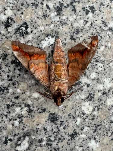Acosmeryx naga
